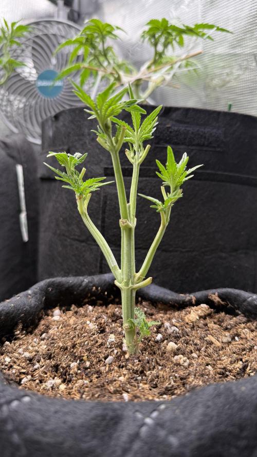 Runtz auto 2. Week 3 - lst