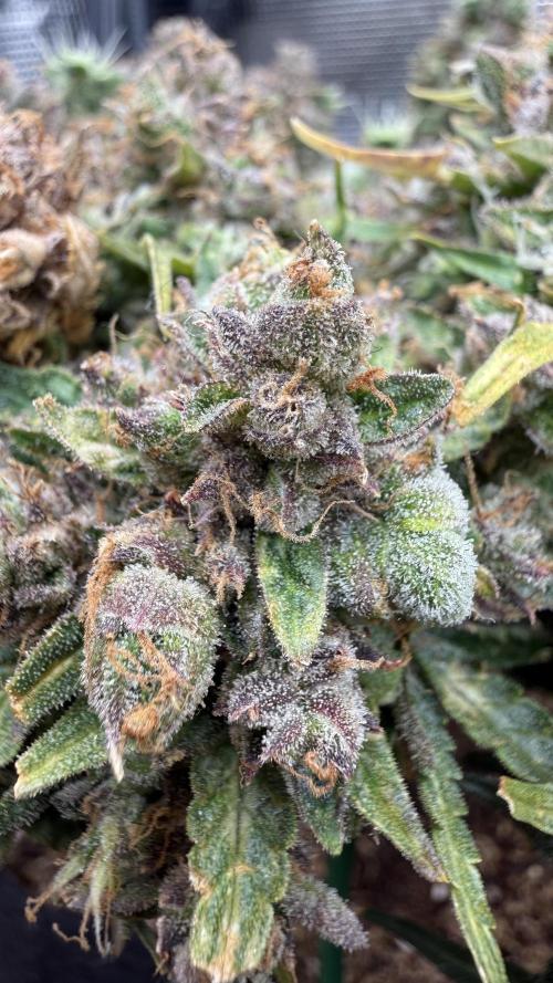 Critical Kush Auto. Week 12