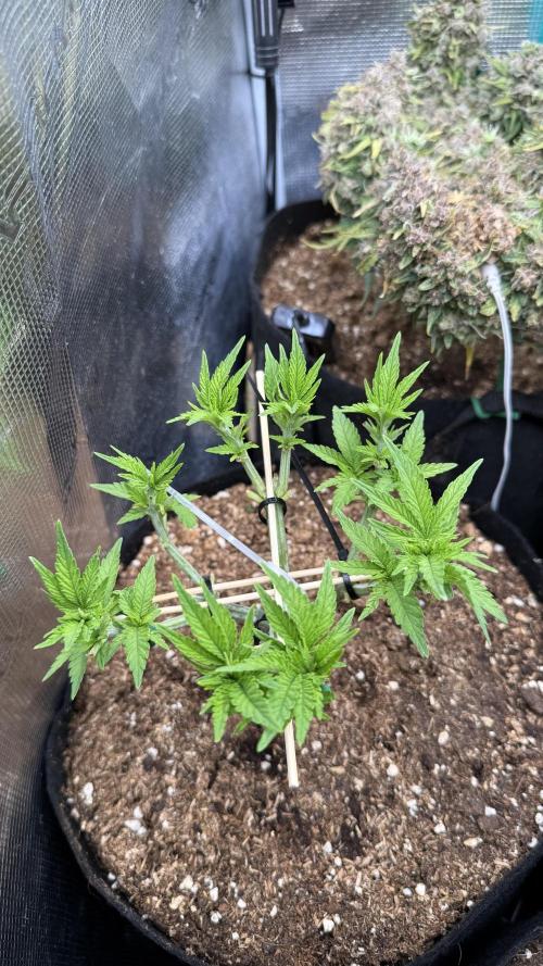 Time to experiment my theory on auto. Week 4 - strong rending 4th week