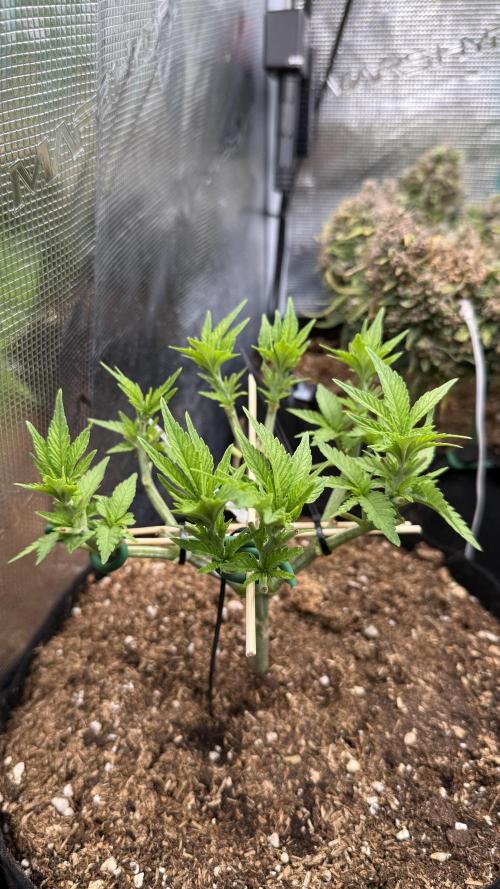 Time to experiment my theory on auto. Week 4 - feeeling weel after 2 topping hst lst