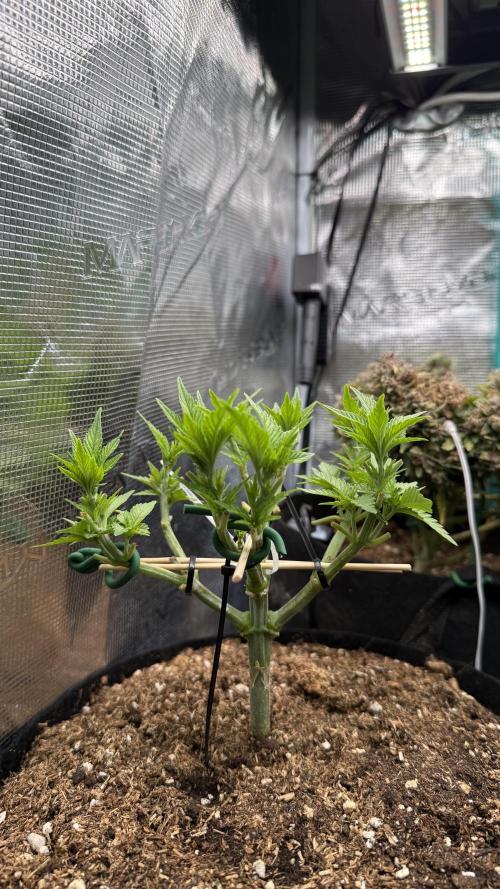 Time to experiment my theory on auto. Week 4 - lest go up baby
