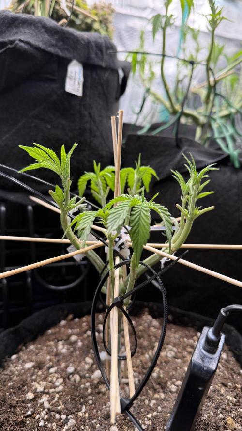 all eyes on weed. Week 5 - I made some mistakes