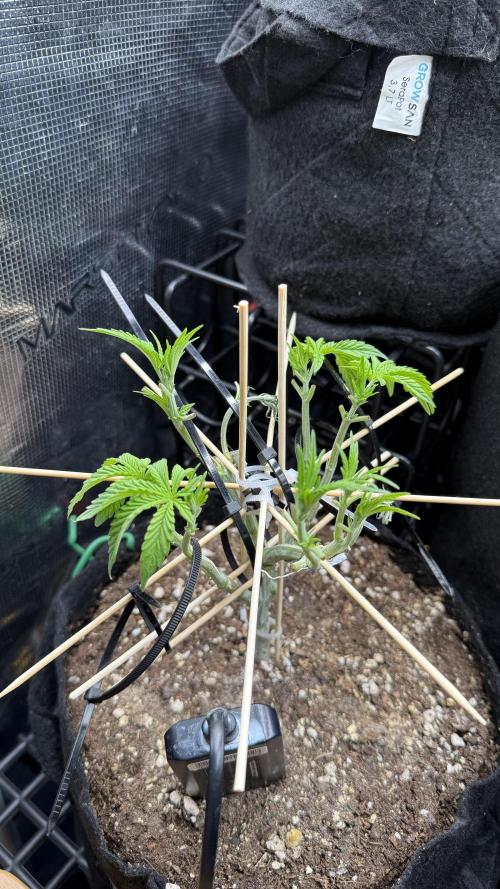 all eyes on weed. Week 5 - 2 colas from 9 are broken