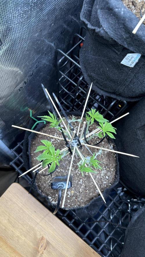 all eyes on weed. Week 5 - For sure my next grow of RS11 will be different