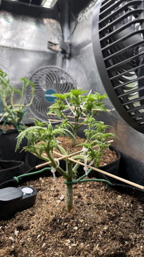Northern lights auto Spirit Seeds. Week 4 - waiting for preflowering stretch