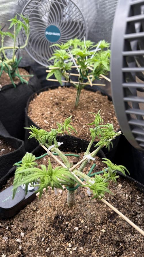 Northern lights auto Spirit Seeds. Week 4