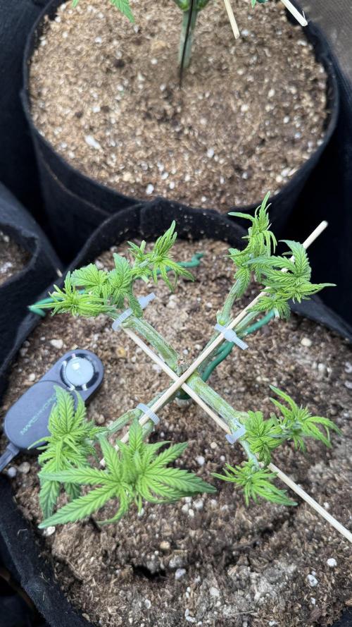 Northern lights auto Spirit Seeds. Week 4