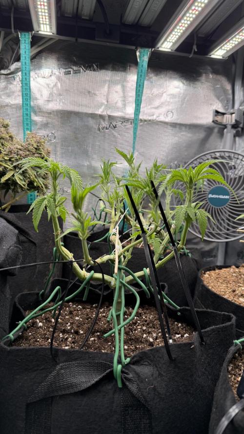 White Russian Runtz). Week 6