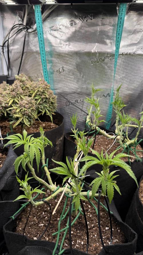 White Russian Runtz). Week 6