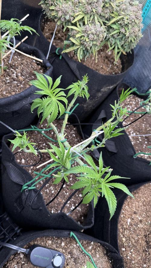 White Russian Runtz). Week 6