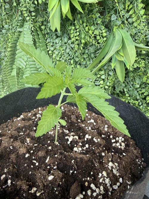 Outdoor experience GG4#. Week 2 - 13 days