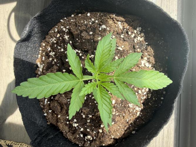 Outdoor experience GG4#. Week 2 - taking her sun 13 days