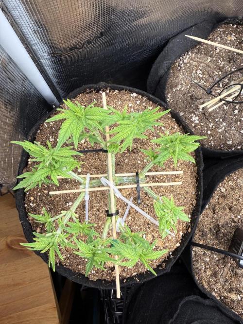 Time to experiment my theory on auto. Week 5 - Hst is done. Many leaves was shaved