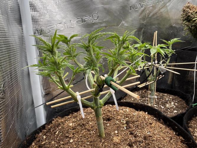 Time to experiment my theory on auto. Week 5 - one week before pre-flowering stage