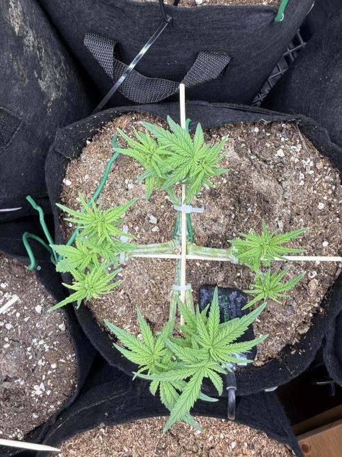 Northern lights auto Spirit Seeds. Week 5 - LST traning done