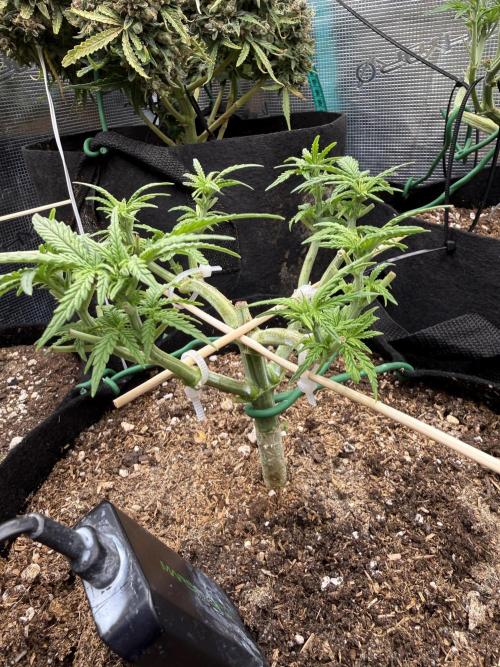 Northern lights auto Spirit Seeds. Week 5 - Level them up