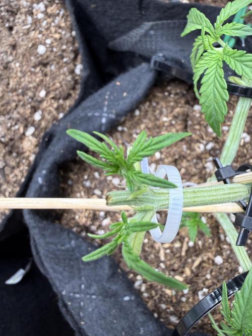 Runtz auto 2. Week 3 - time to sleep after topping