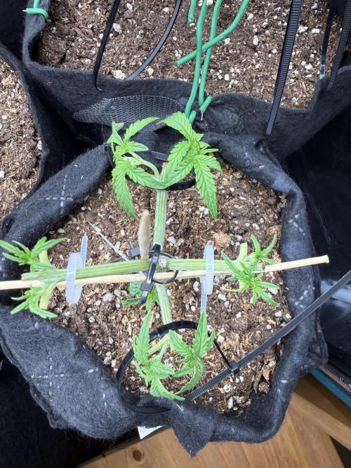Runtz auto 2. Week 3 - LST