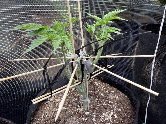 all eyes on weed. Week 5 - LST done