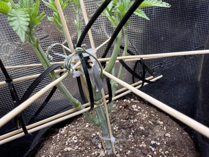 all eyes on weed. Week 5 - Some problems with LST