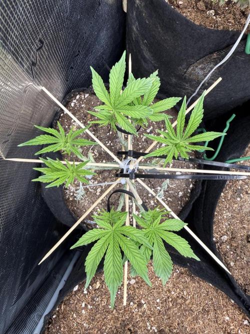all eyes on weed. Week 5 - Lokking good?