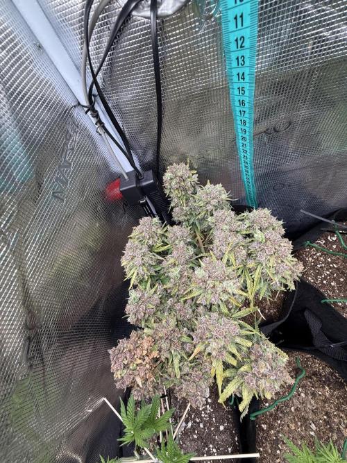 Critical Kush Auto. Week 13