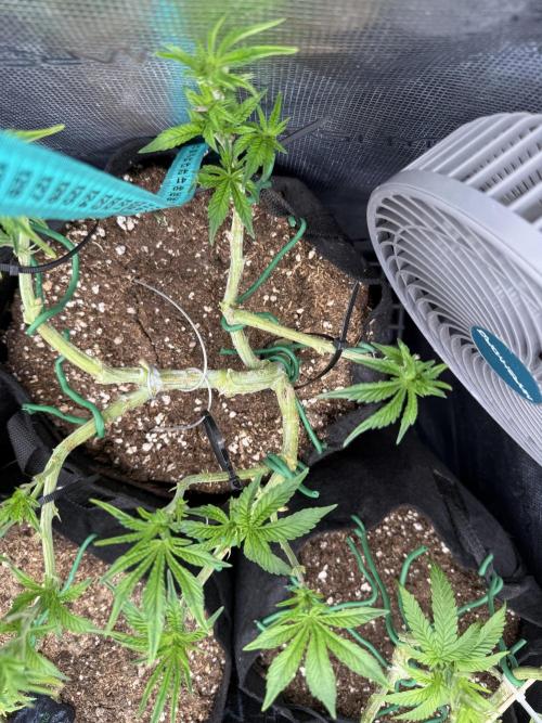 LCG 4U&4Me. Week 8 - lst hst every st