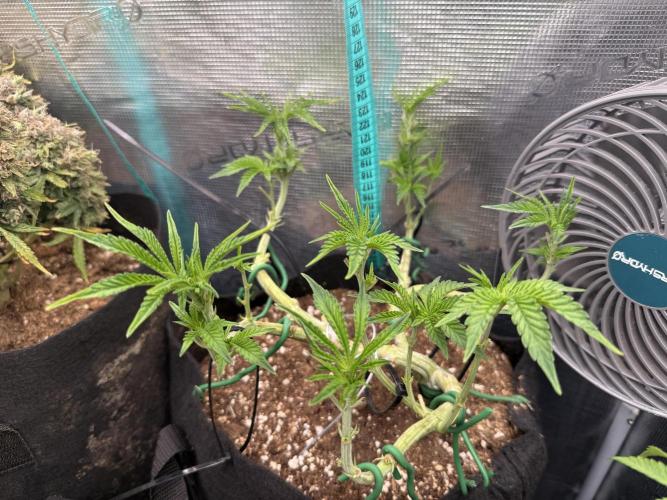 Lemon Cherry Gelato. Week 8