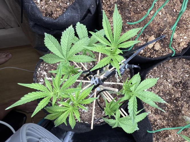 all eyes on weed. Week 5