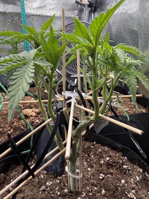 all eyes on weed. Week 5