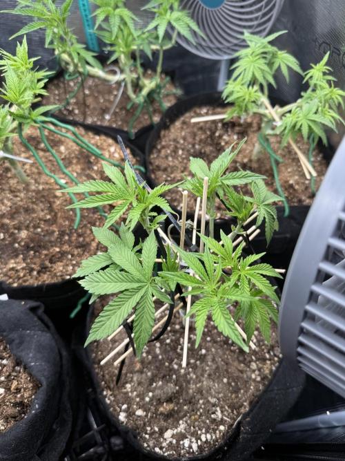 all eyes on weed. Week 5