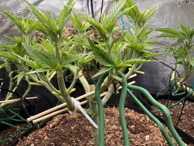 Time to experiment my theory on auto. Week 5 - colas doing well