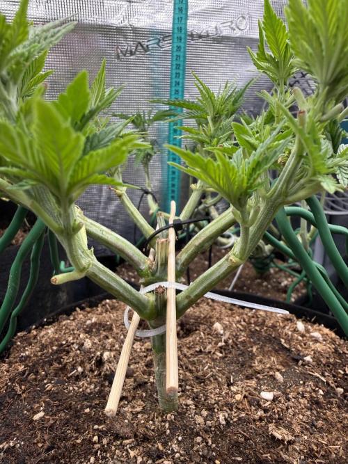 Time to experiment my theory on auto. Week 5 - not bat for first time topped autoflower