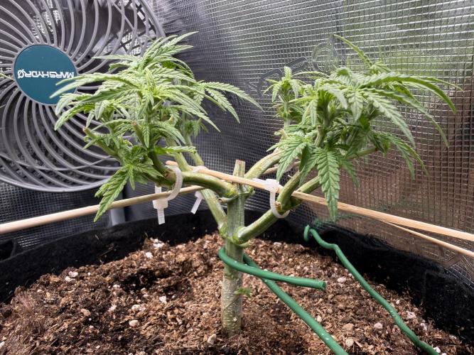 Northern lights auto Spirit Seeds. Week 5 - end of the hot day