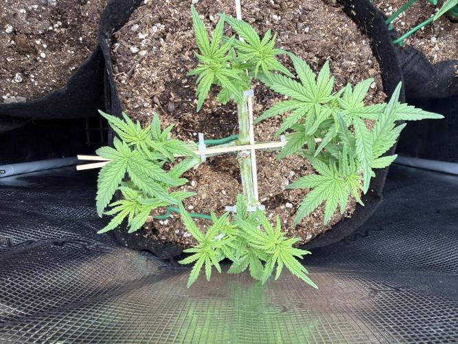 Northern lights auto Spirit Seeds. Week 5 - cant wait to see her in flowering stage