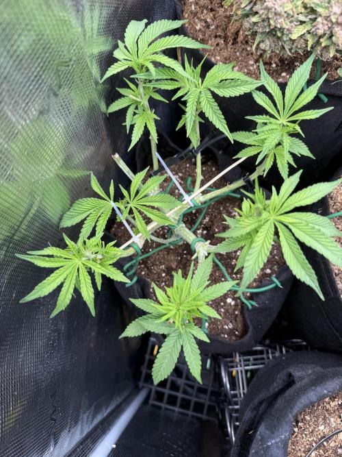 White Russian Runtz). Week 6