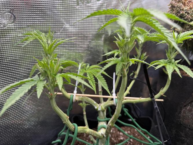 White Russian Runtz). Week 6