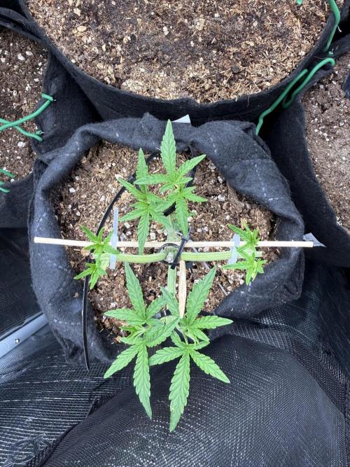 Runtz auto 2. Week 3 - 3 weeks done