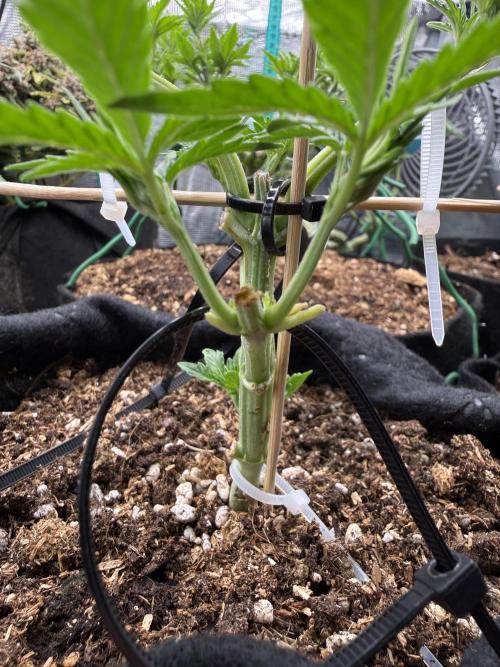 Runtz auto 2. Week 3 - 2 topping are done