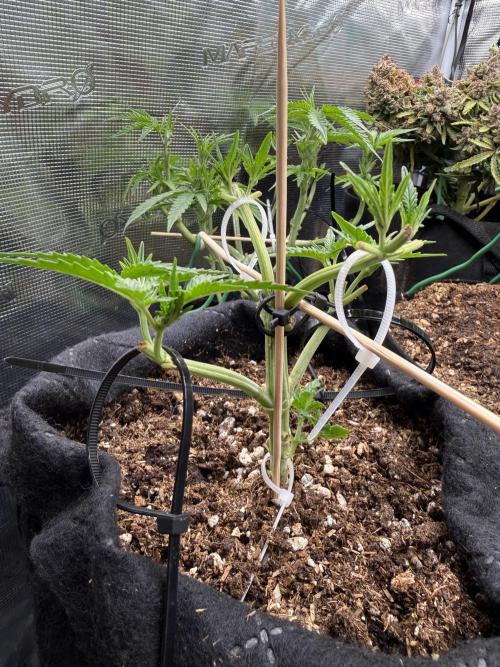 Runtz auto 2. Week 3 - tine to recover