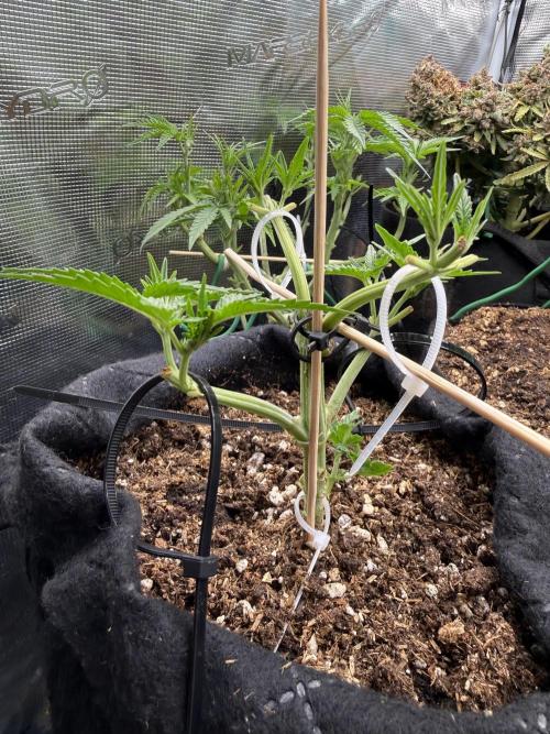Runtz auto 2. Week 3 - and grow