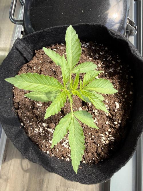 Outdoor experience GG4#. Week 2 - ending week