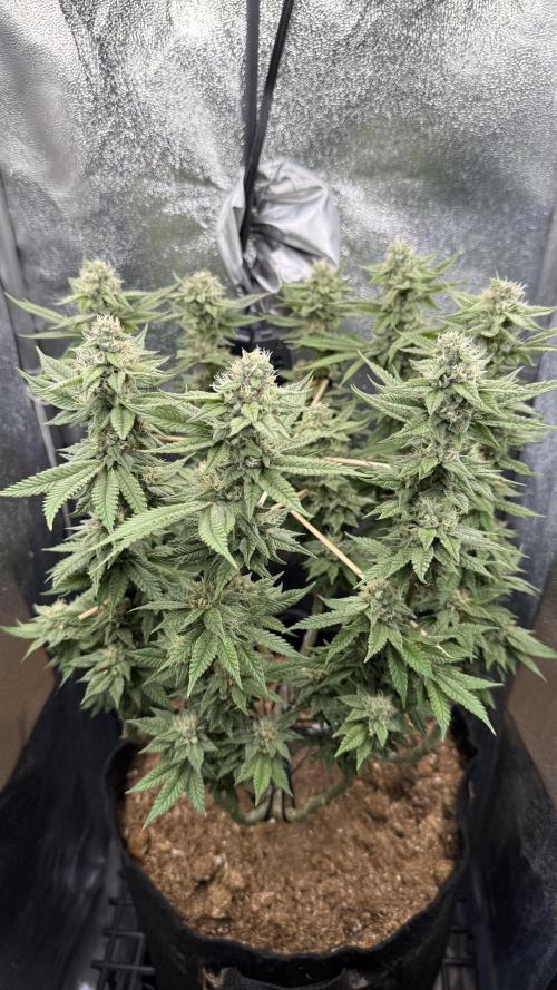 Primera fotopereodica GG4#. Week 13