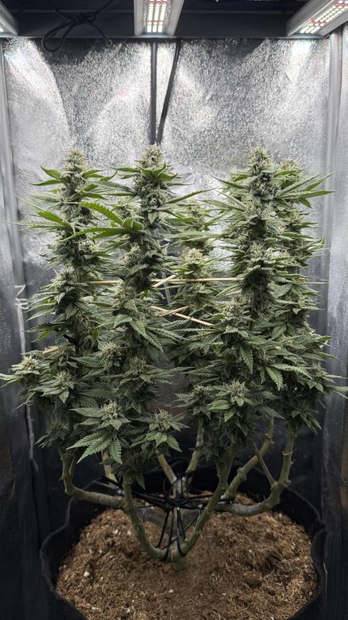 Primera fotopereodica GG4#. Week 13