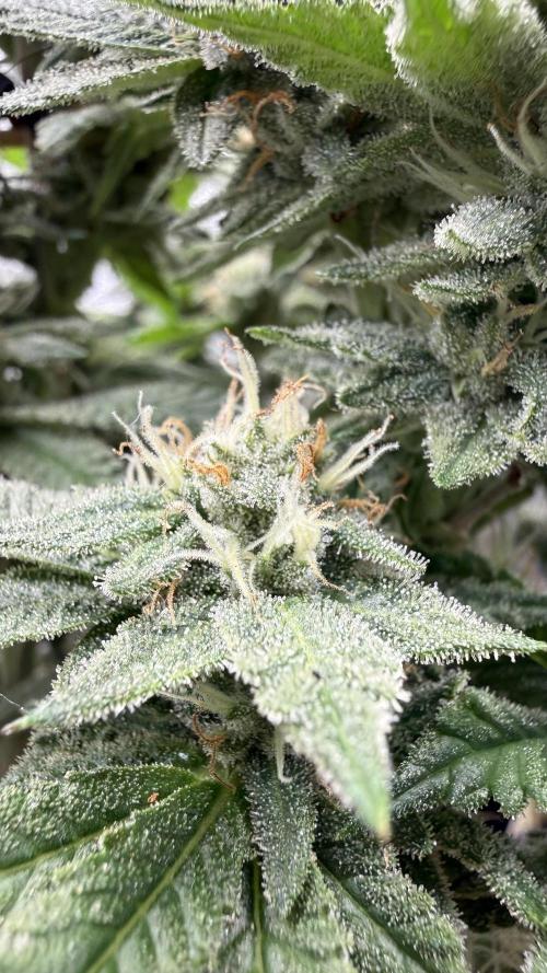 Primera fotopereodica GG4#. Week 13