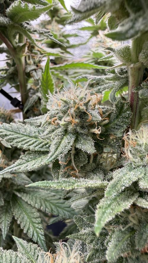 Primera fotopereodica GG4#. Week 13