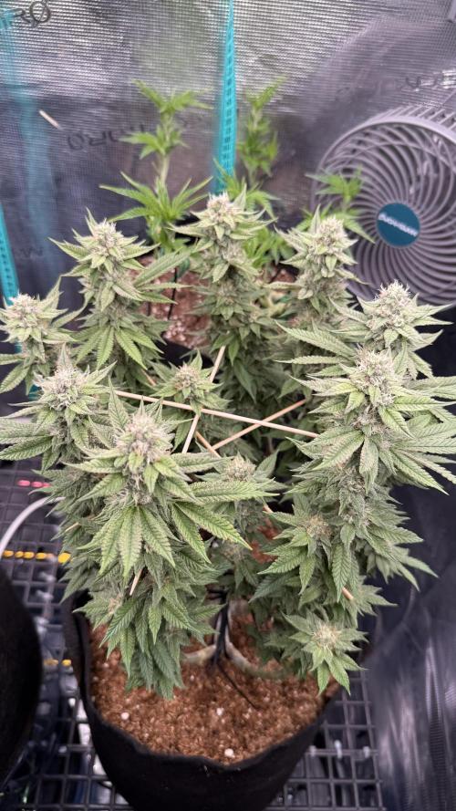 Primera fotopereodica GG4#. Week 13