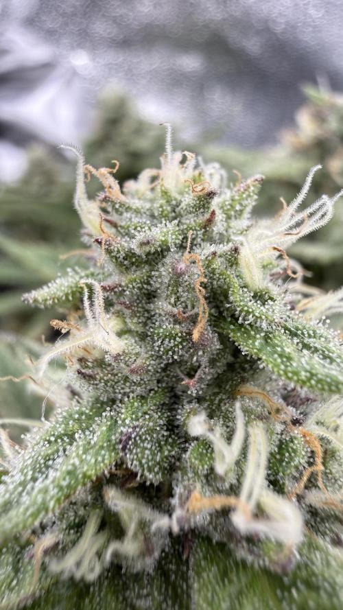 Primera fotopereodica GG4#. Week 13