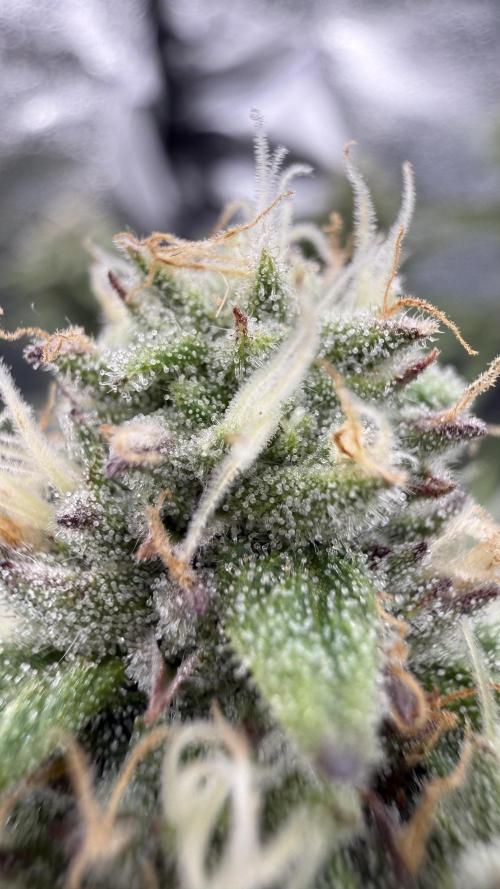 Primera fotopereodica GG4#. Week 13