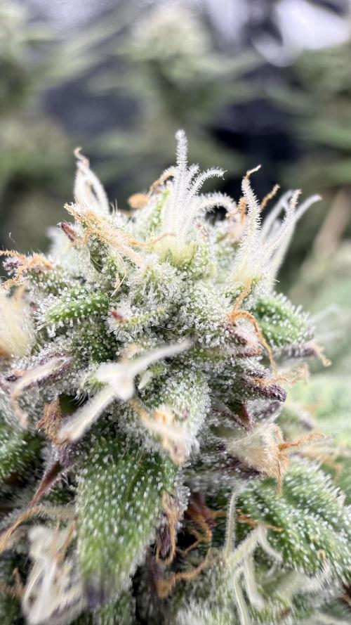 Primera fotopereodica GG4#. Week 13